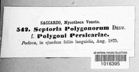 Septoria polygonorum image